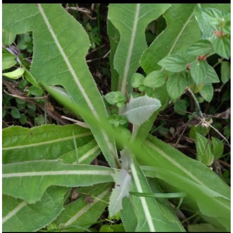 

Daun Tempuyung Segar 500gram