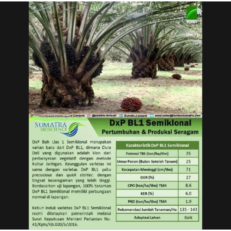 Benih Bibit Polong Sawit DXP LONSUM BAH LIAS 1 ASLI SERTIFIKAT