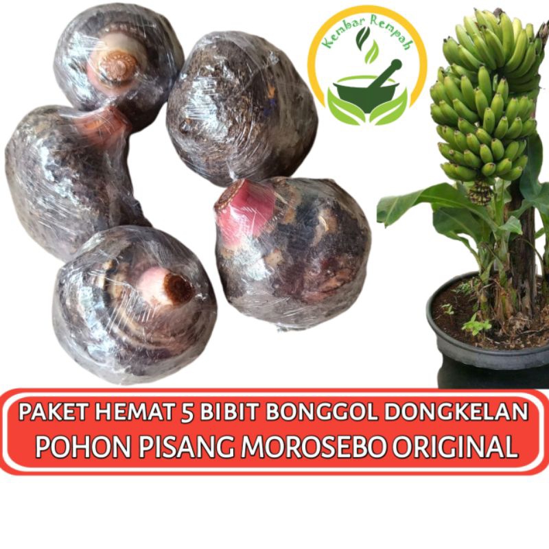 Paket Hemat 5 Bibit Bonggol Pisang Morosebo Unggul  Dongkelan Pohon Pisang Morosebo Original