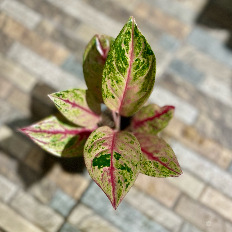 Aglaonema Red Imelda