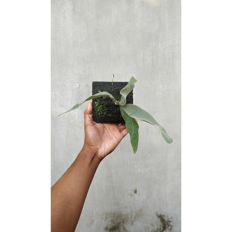 Platycerium Veitchii Silver Frond narrow Staghorn Fern Simbar Menjangan Tanduk Rusa
