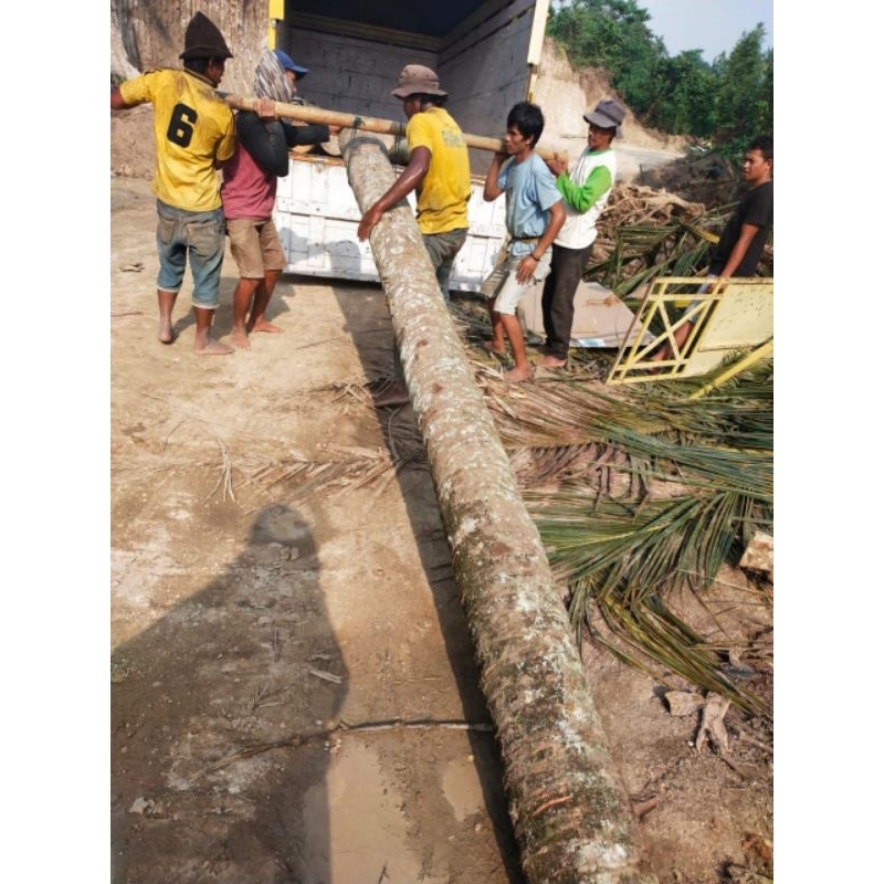 Kayu kelapa gelondongan kayu gelugu kayu kelapa bulat