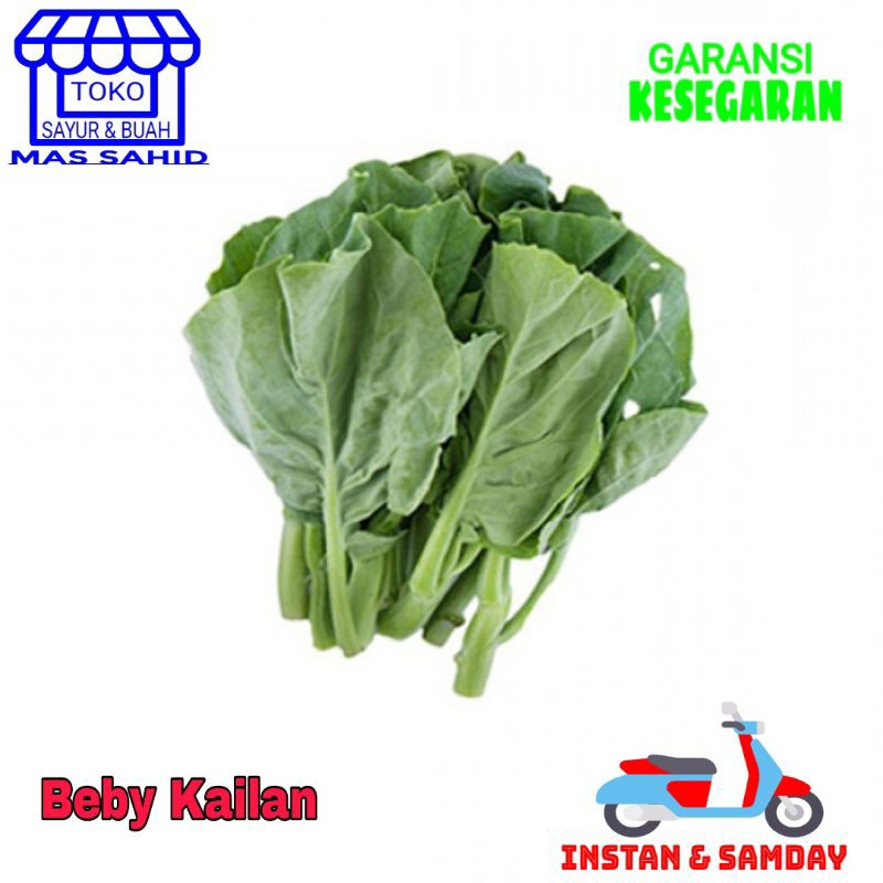 

Sayur Kailan Beby Kailan Baby Kailan Segar