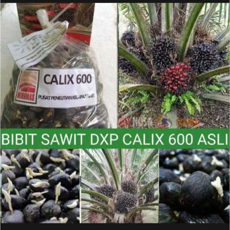 bibit polong kecambah sawit CALIX 600 original bersertifikat