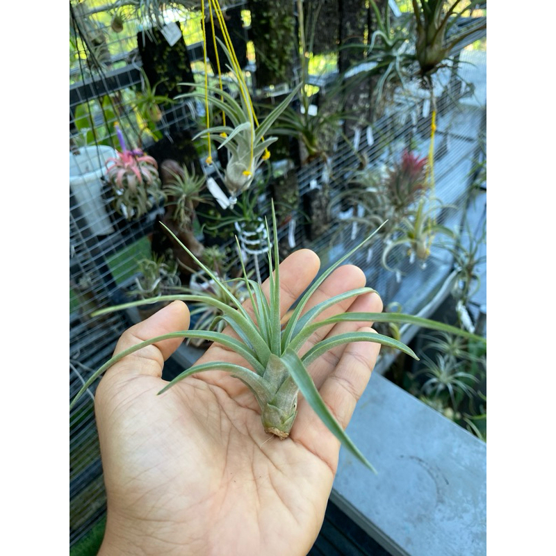 tillandsia brachy x concolor
