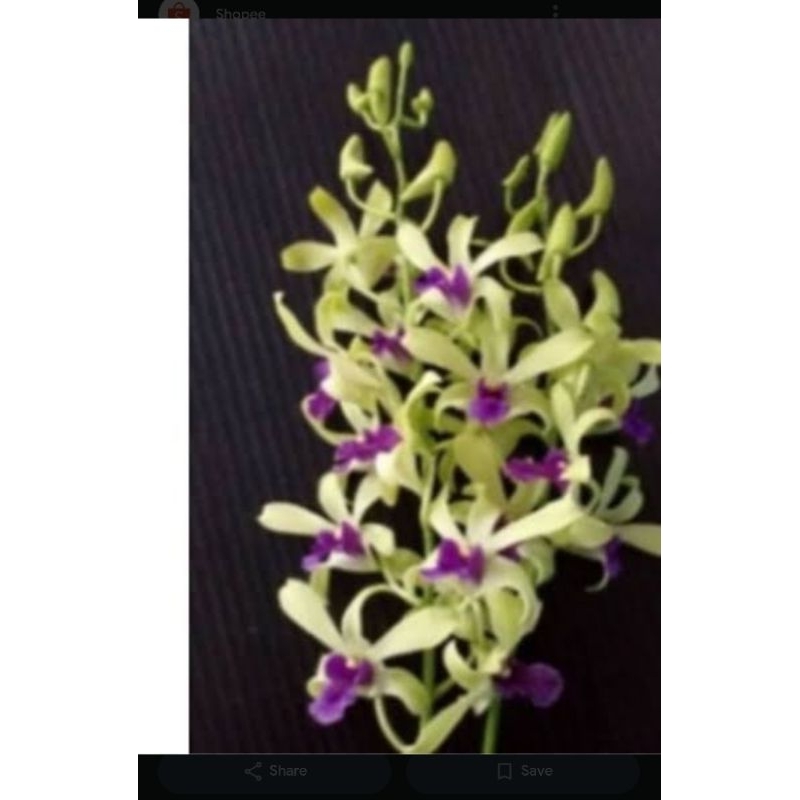 dendrobium dr.uthai green