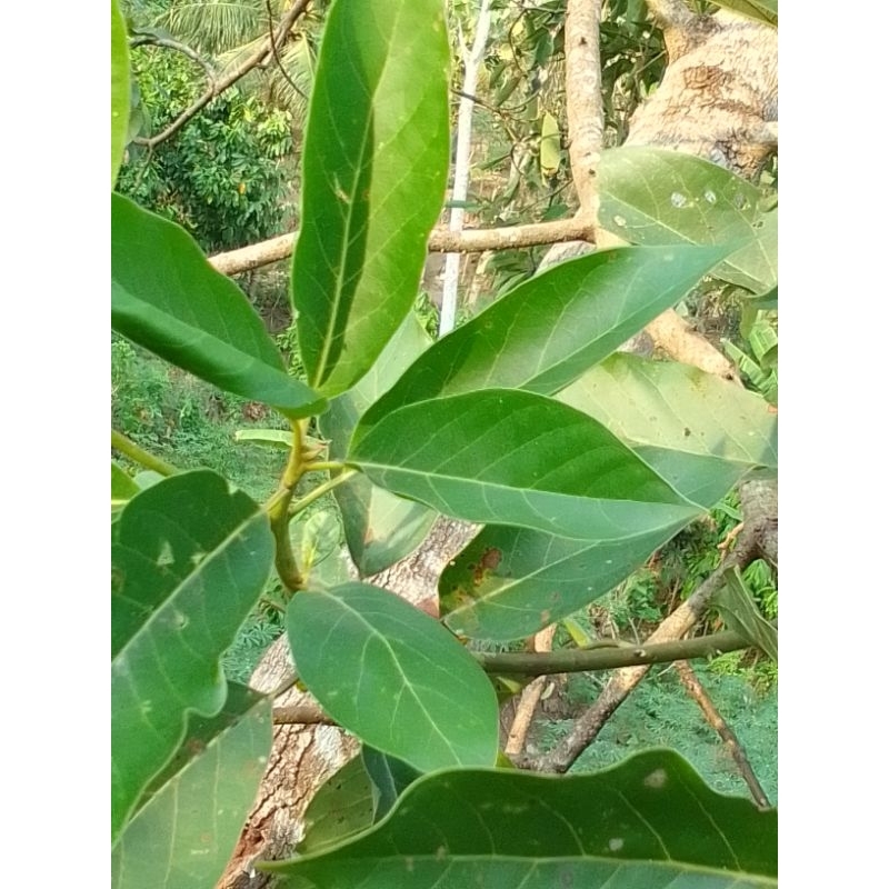 

250 Gram Daun Alpukat Segarengobati Batu Ginjal Alami