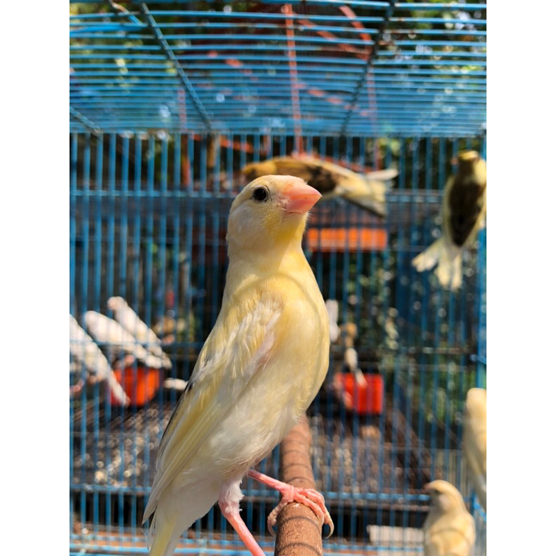 KENARI PAUD BAHAN JANTAN CERAH KENARI ANAKAN JANTAN LOPER BANDUNG