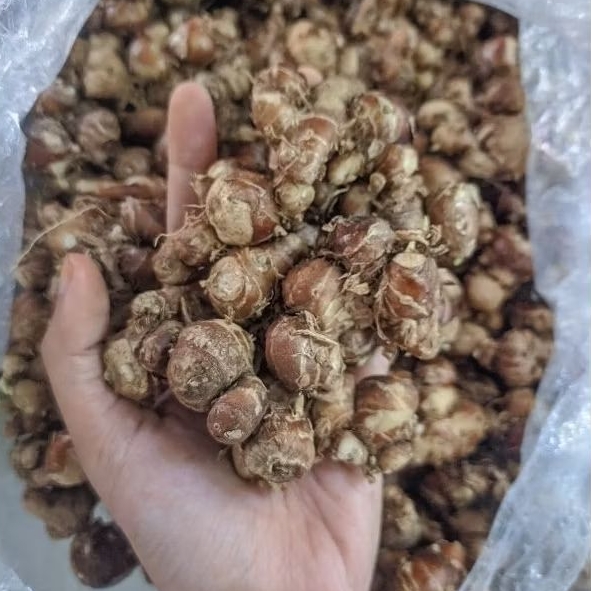 

Kencur Segar Lokal 1Kg Termurah