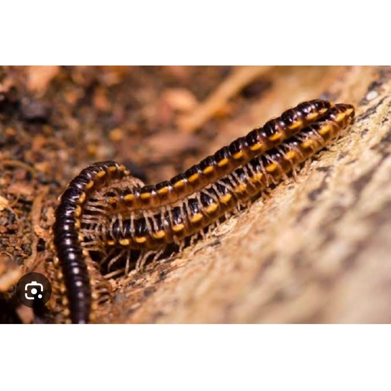 Ular Gagak Hidup Koleksi Mainan Anak Jinak Tractor Mililede 12 Pcs Termurah