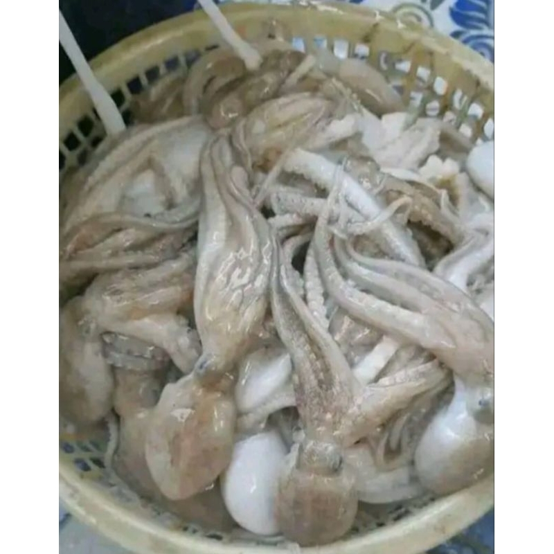 

Gurita Sefood Laut 1 KG