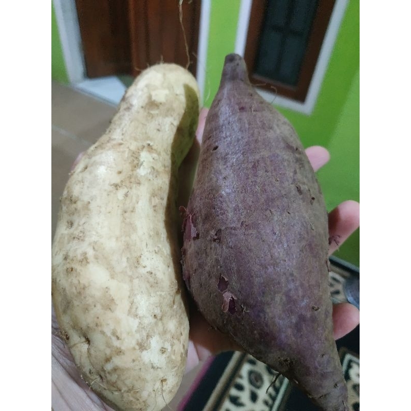 

ubi ungu dan kuning