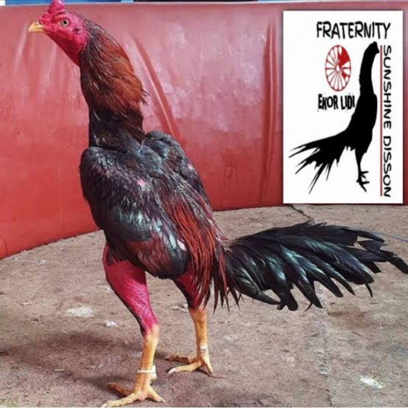 

PROMO!! TELUR AYAM BANGKOK THANILAND EKOR LIDI UNTUK DI TETASKAN