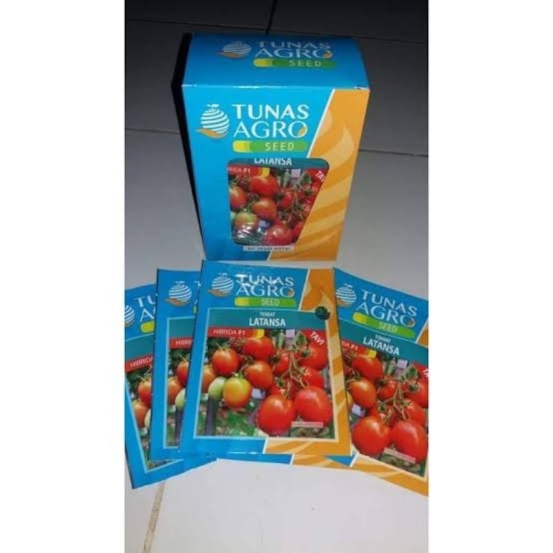 BENIH TOMAT LATANSA F1 Asli Buah Lebat dan Bobot Free souvenir kemasan 10 gr