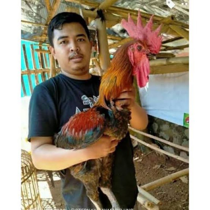 PROMO TELUR AYAM PELUNG JUMBO FERTIL ASLI UNTUK DITETASKAN