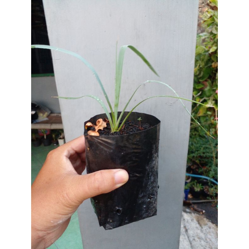 Yucca rostrata