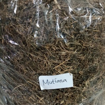 

JAMU TERMURAH RUMPUT MUTIARA KERING 100 GRAM