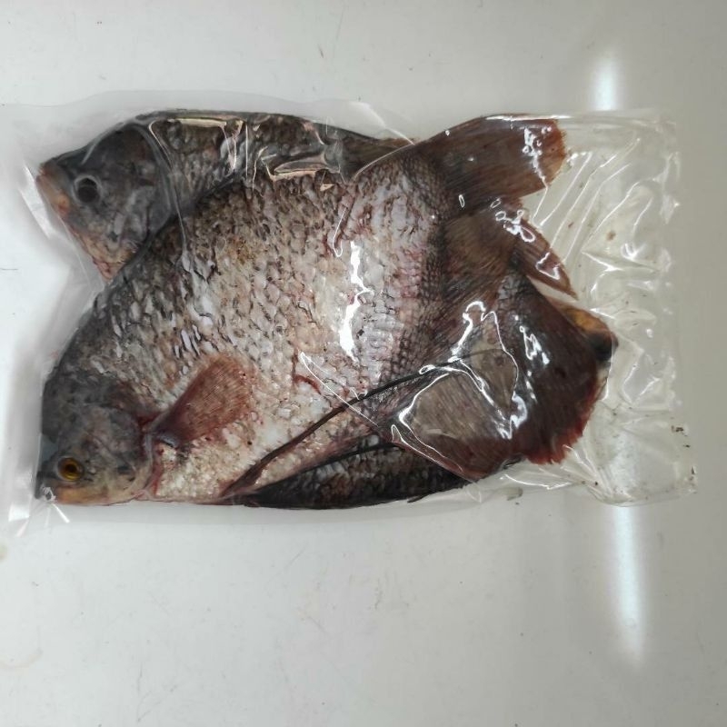 

ikan Gurame size 500up