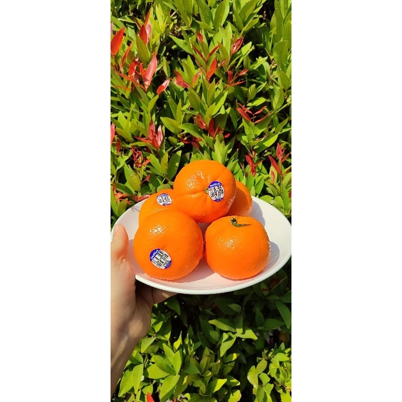 

Buah Jeruk Sunkist oncek murcot isi 6pcs