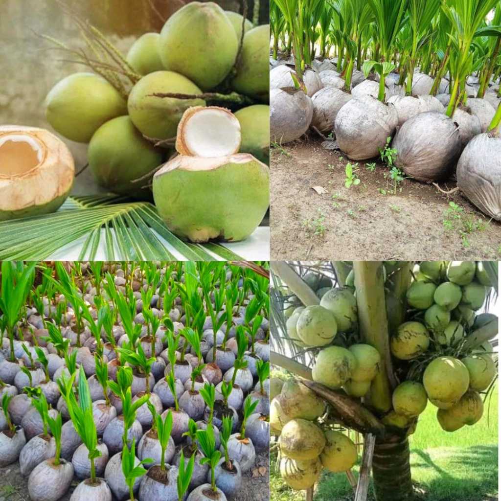 Bibit kelapa wulung hibrida,Bibit kelapa wulung terdekat,Bibit kelapa wulung kediri