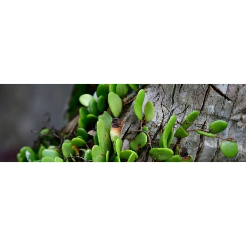 

jual daun sisik / picisan segar 1 kg