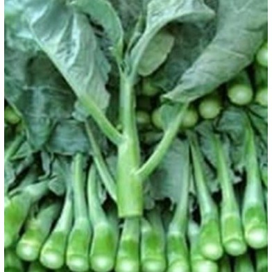 

Kailan Btg Besar Gai Lan Jie Lan Chinese Kale 芥蘭 IMPORT 1 dus 5.5 kg