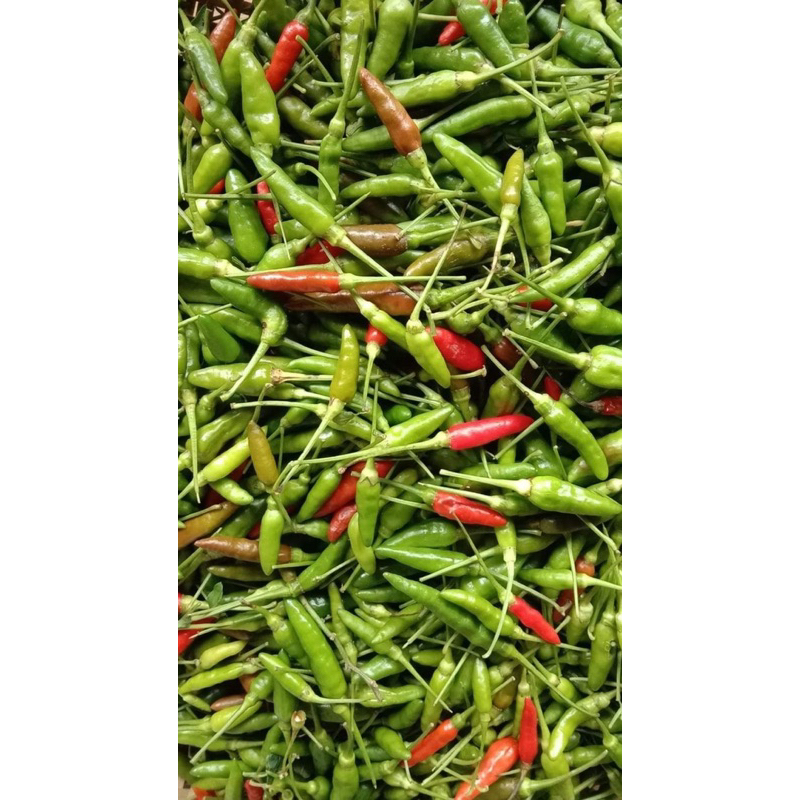 

Cabe Rawit Hijau Express/Instan Fresh Seger Eceran Update Setiap Hari