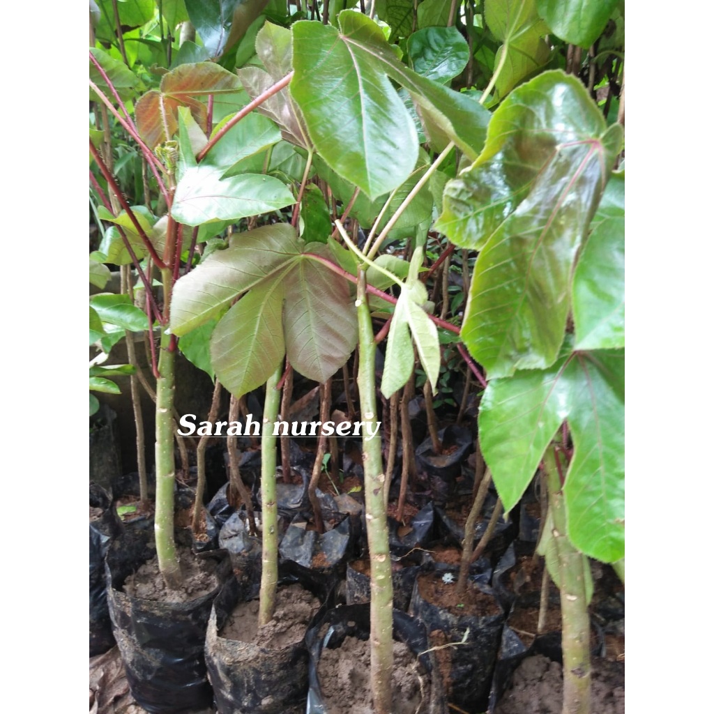 Bibit Tanaman Toga Jarak Ungu / Jarak wulung