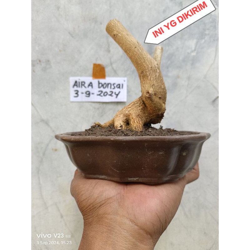 bahan bonsai lantana dongkelan