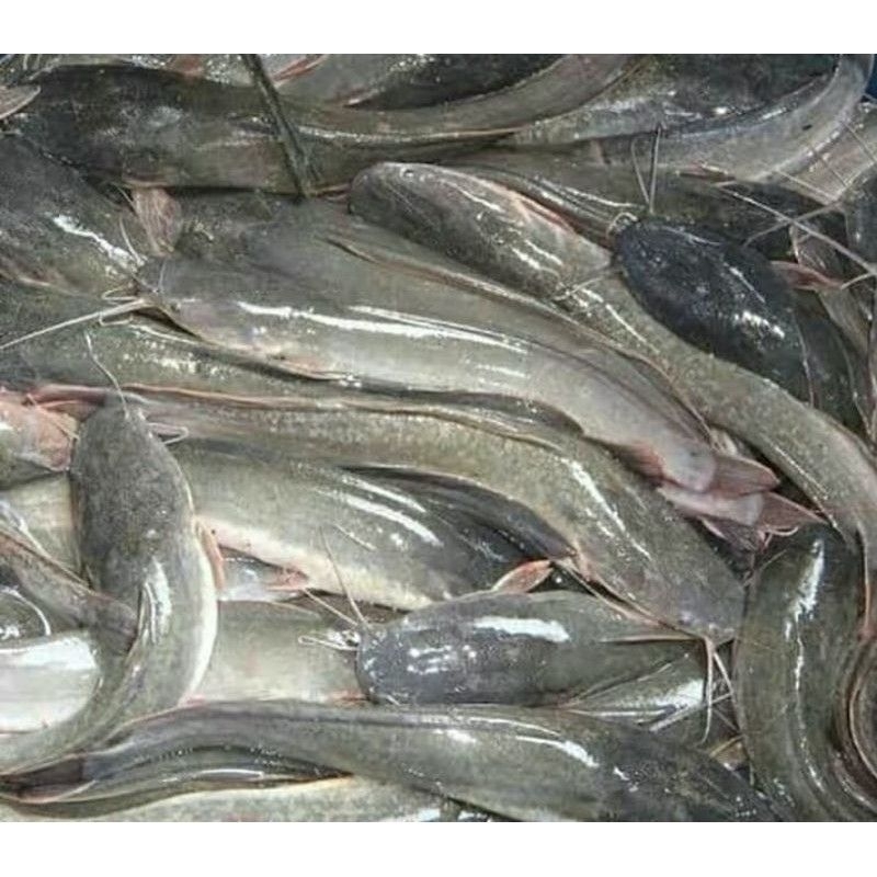 

ikan lele segar 500g