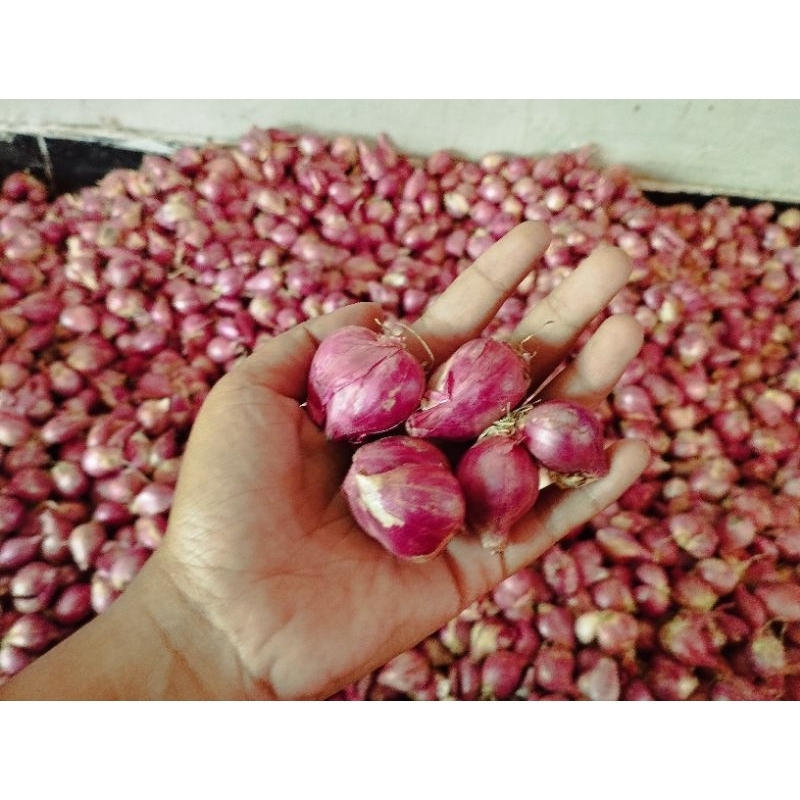 

Bawang Merah Tanggung 1 Kg Lokal Kediri Nganjuk