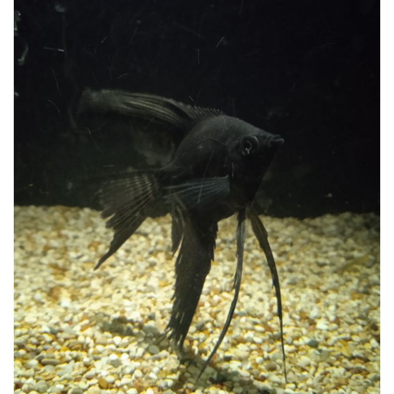 Hiasan aquarium manfish black slayer