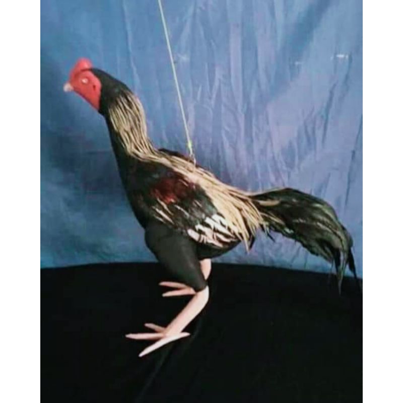 Boneka Ayam Latihan Aduan
