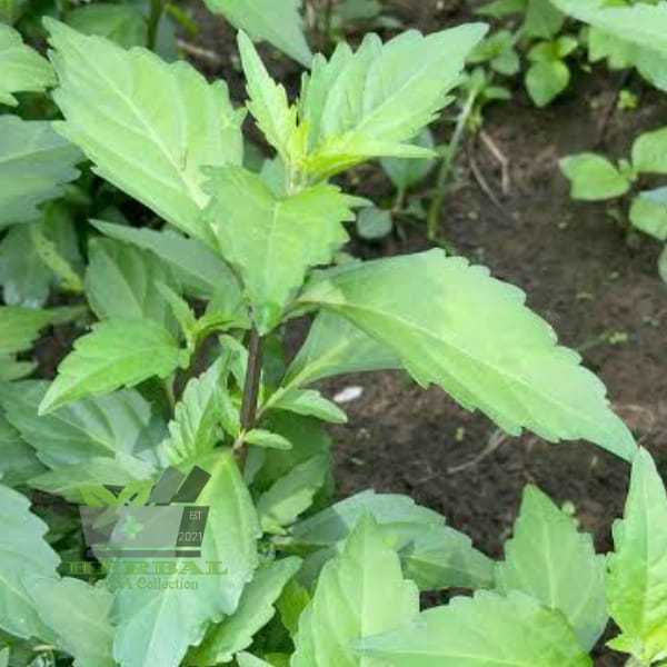 

Jual Daun Kumis Kucing Segar 500 gram fresh