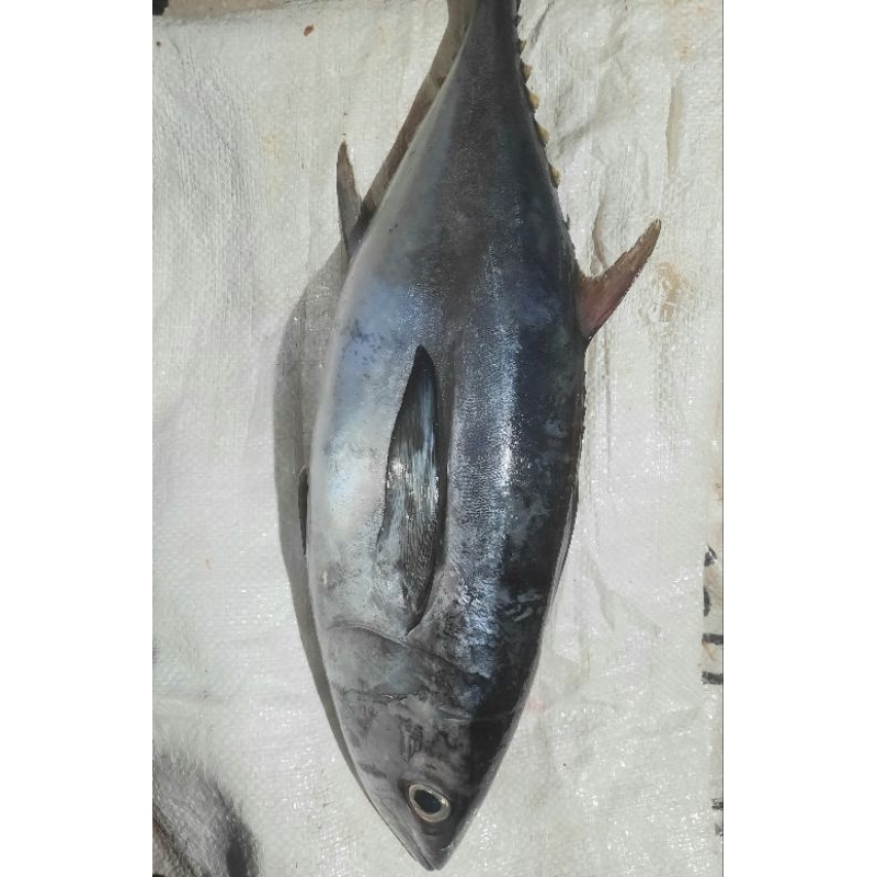 

Baby Tuna segarr 1 Kg