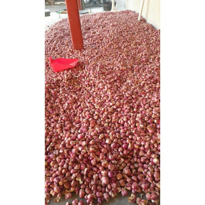 

Bawang merah super murah 1 kg Bawang merah murah
