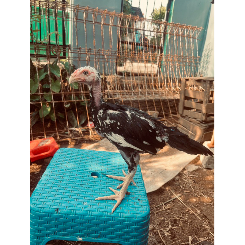 ayam bangkok klasik dan pakoy