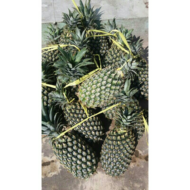

Nanas Jawa 1 butir