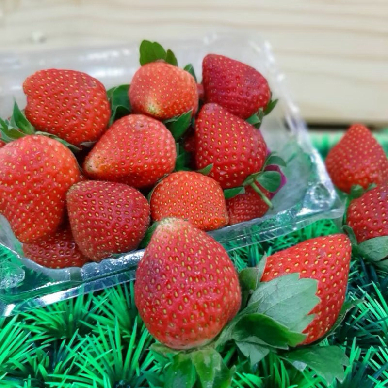 

PROMO TERMURAH BUAH STRAWBERRY FRESH SUPER PREMIUM 1/2 kg