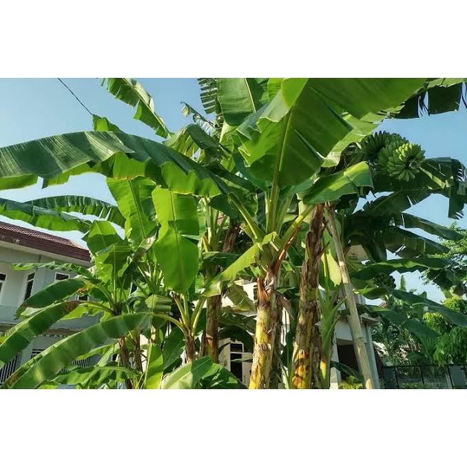 

daun pisang segar 500g pasti lebih - daun pisang bungkus makanan