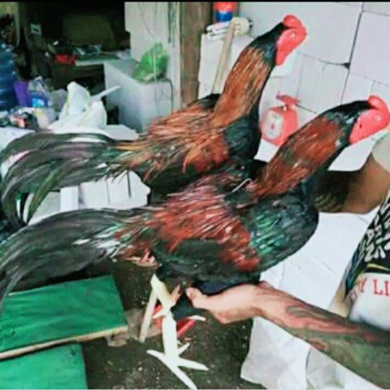 Boneka Ayam Jago untuk latihan Boneka Ayam Latihan