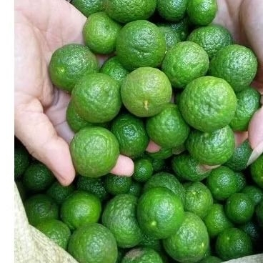 

Jeruk limau fresh segar