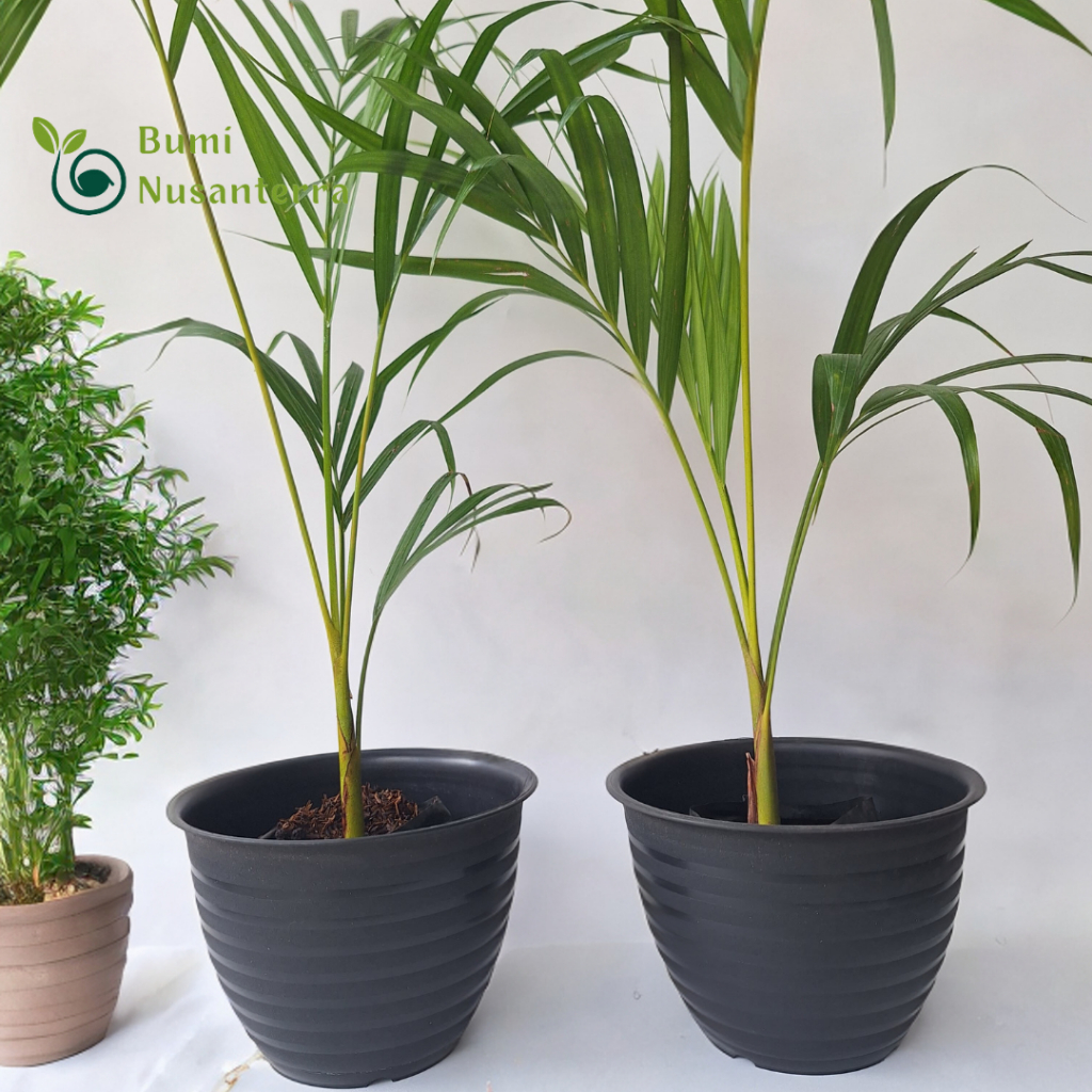 Dypsis lutescens | Tanaman Hias Palem Kuning Mini | Bumi Nusanterra