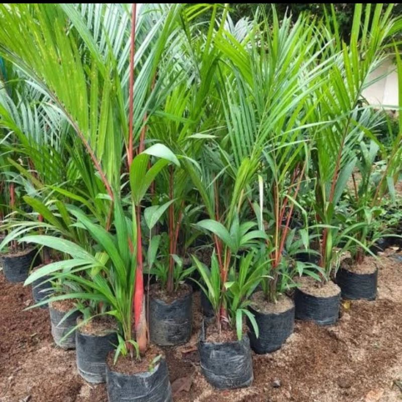 tanaman hias pohon palem merah tinggi 1meter bibit palem merah