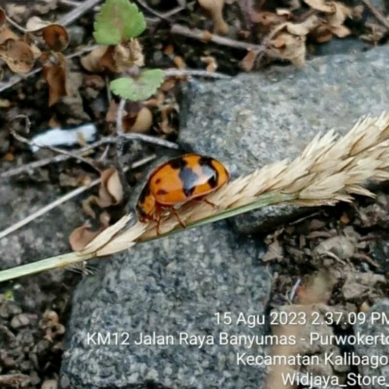 1 Ekor || Kumbang Koksi Predator Kutu Daun || Ladybug Pemakan Kutu Daun