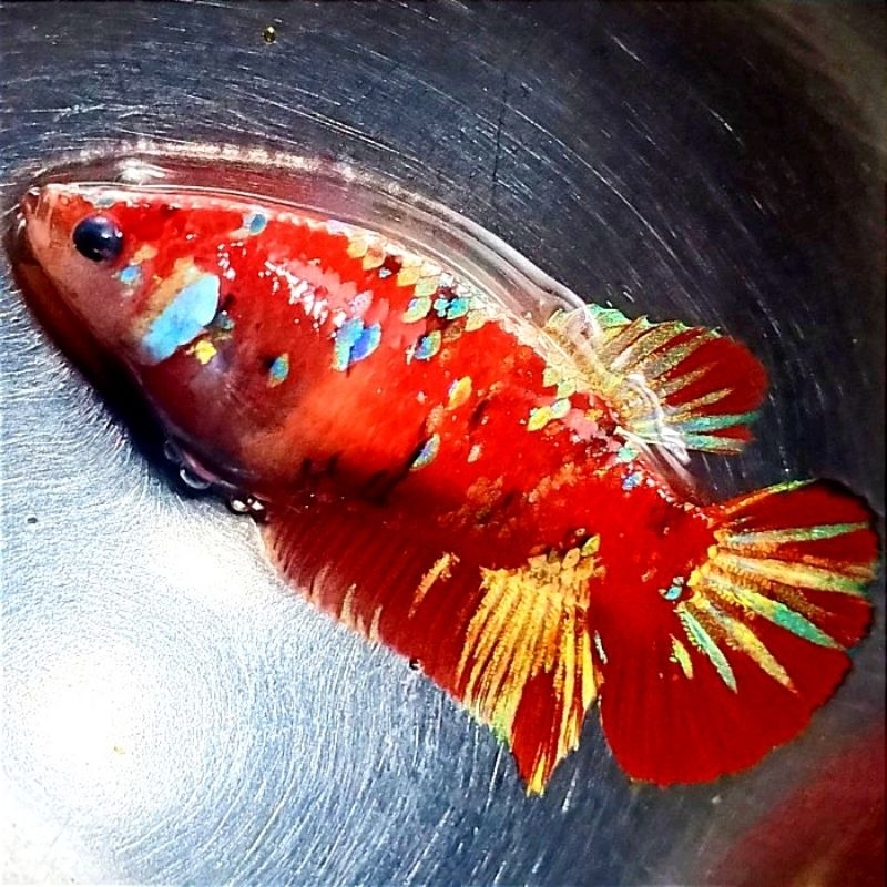 Plakat Red Barongsai Pajangan Kamar Wanita