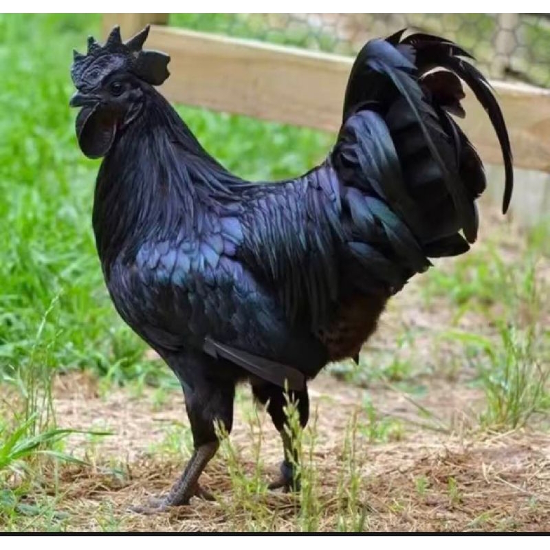 

PROMO!! TELUR AYAM CEMANI LIDAH HITAM UNTUK DI TETASKAN