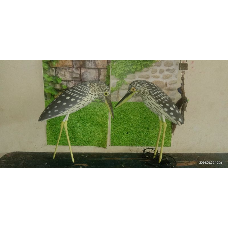 jontrot burung koak making burik