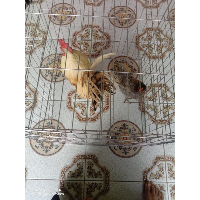 kandang ayam kate 50x50
