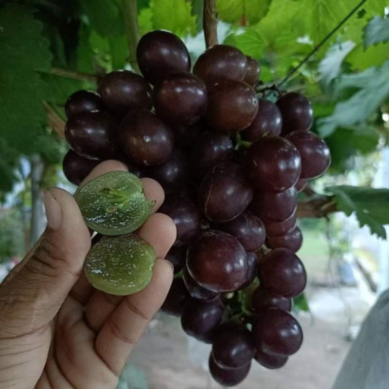 BIBIT ANGGUR EARLY ADORA